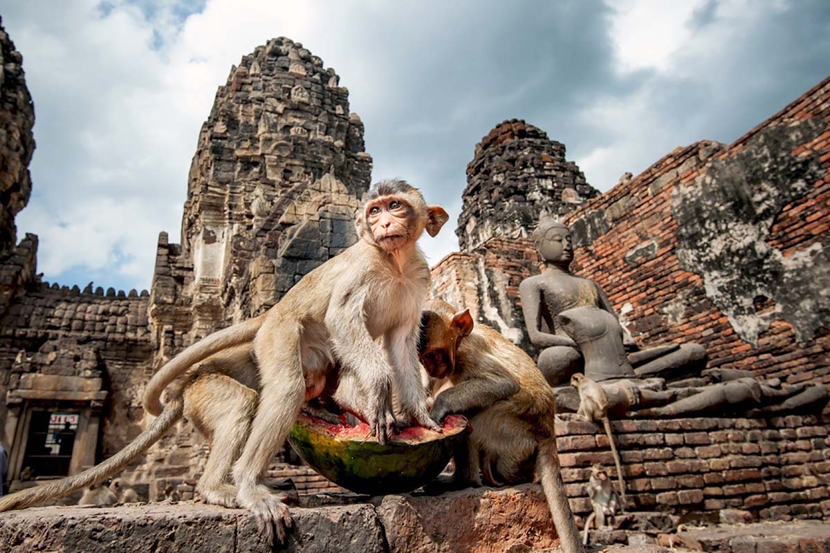 Lopburi Monkey Temple - best places to visit in thailand